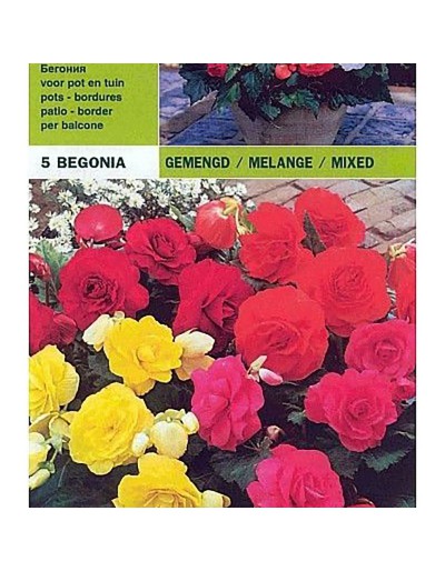 Begonia dubbel mix 5 bollen