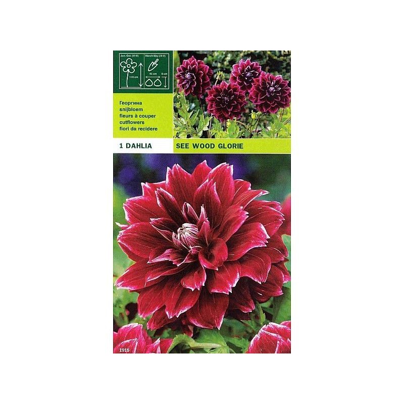 Dahlia decorative see wood glory 1 bulbo