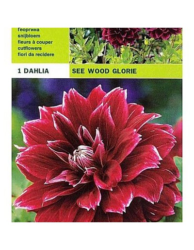 Dahlia decoratief zie wood glory 1 bol