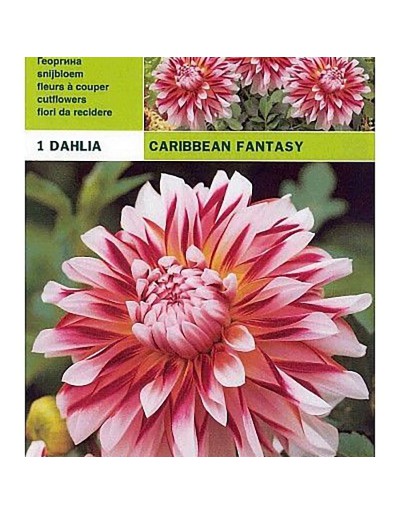 Dahlia decoratieve caribbean fantasy 1 bol