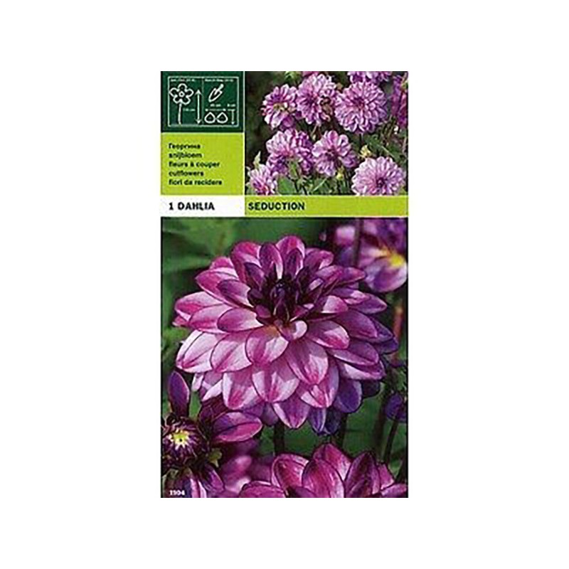 Dahlia decorative seduction 1 bulbo