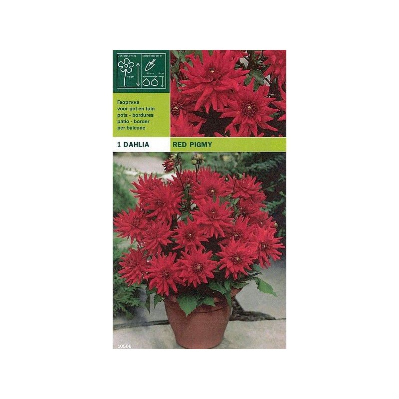 Dahlia border red pigmy 1 bulbo