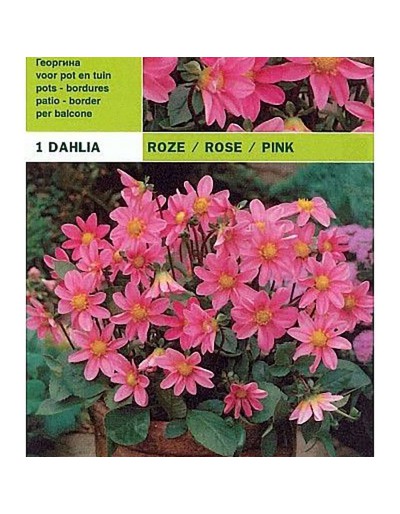 Dahlia topmix różowy 1 żarówka