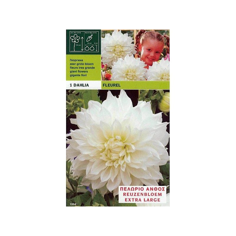 Dahlia dinnerplate fluerel 1 bulb