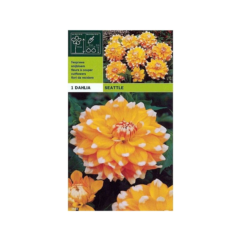 Dahlia decorative seattle 1 bulb