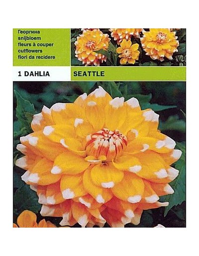 Dahlia decorative seattle 1 bulbo