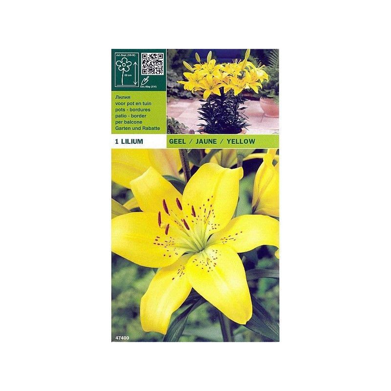 Lillium asiático amarillo 1 bombilla Lillium asiático amarillo 1 bombilla