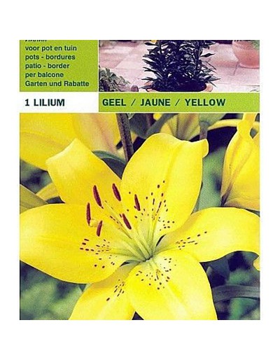 Lillium asiatic yellow 1 bulbo