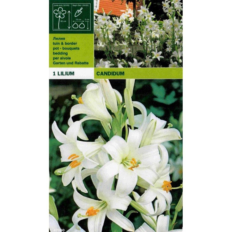 Lillium candidum 1 pezzo Lillium candidum 1 pezzo