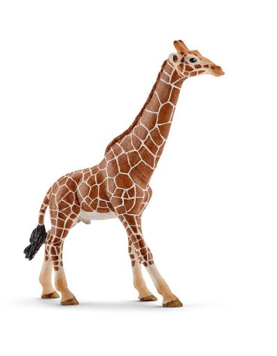 GIRAFFA MALE