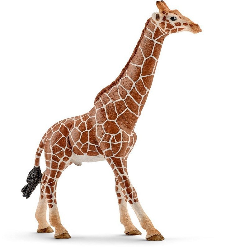 GIRAFFA MÂLE