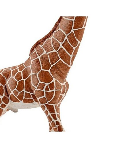 GIRAFFA MÂLE