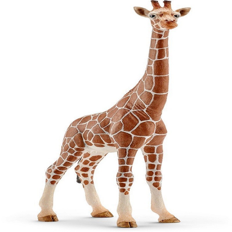 FEMMINA DI GIRAFFA