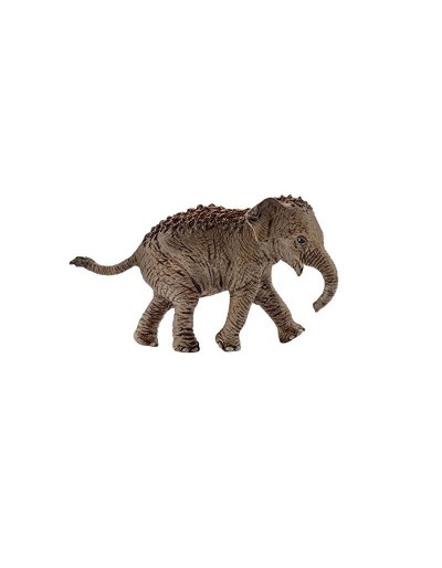 AZIATISCHE OLIFANT PUPPY