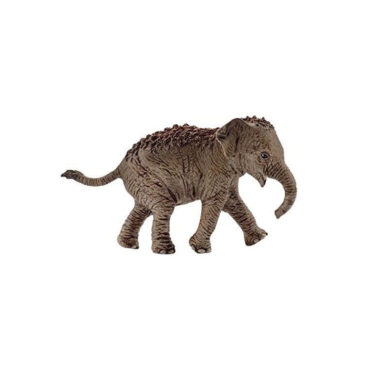 CUCCIOLO DI ELEFANTE ASIATICO CUCCIOLO DI ELEFANTE ASIATICO