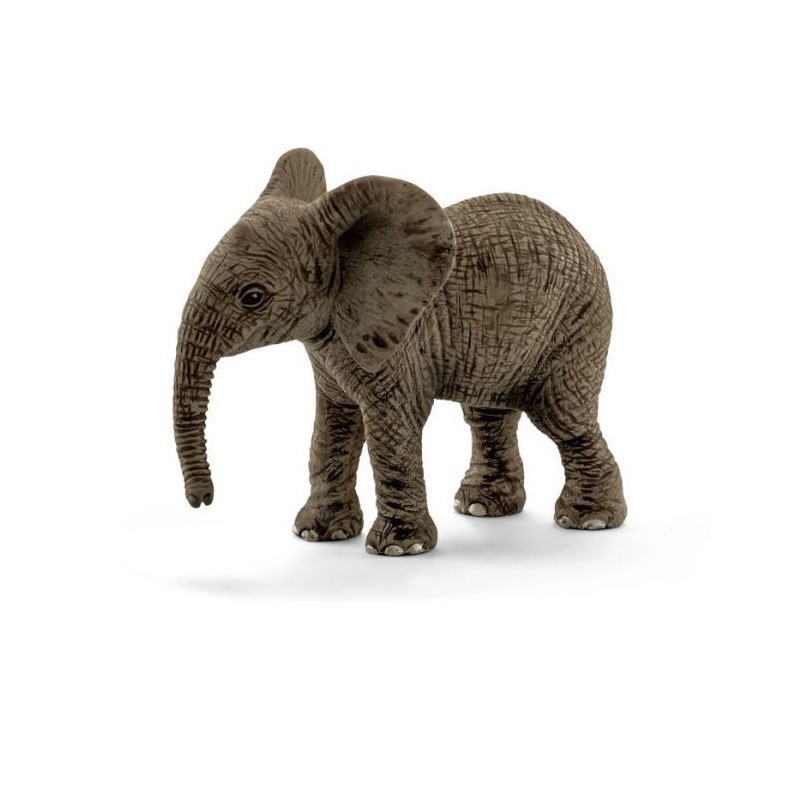 AFRIKAANSE OLIFANT PUPPY