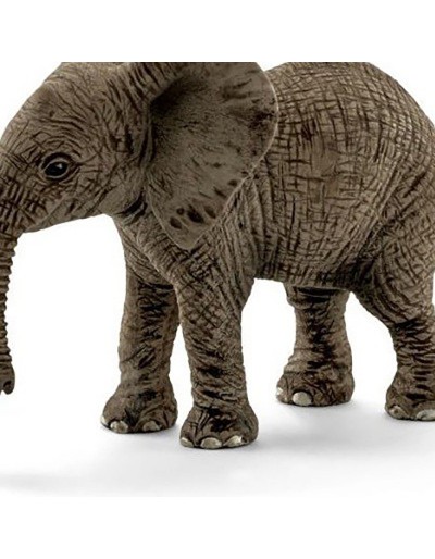 AFRIKAANSE OLIFANT PUPPY