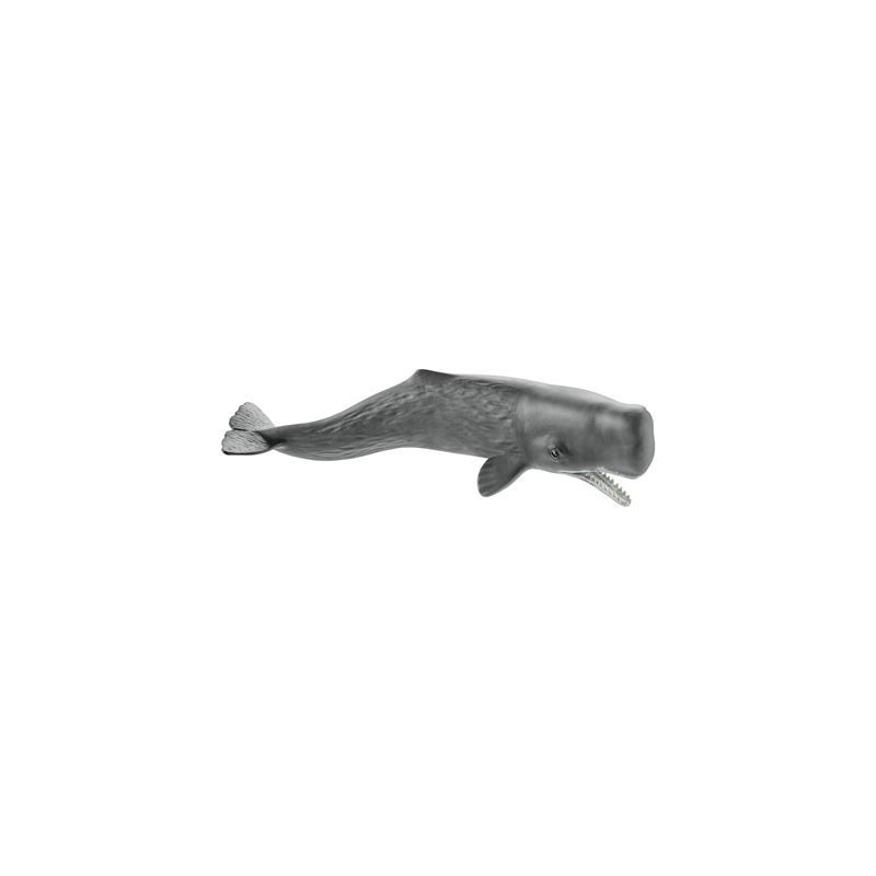 Sperm whale Sperm whale