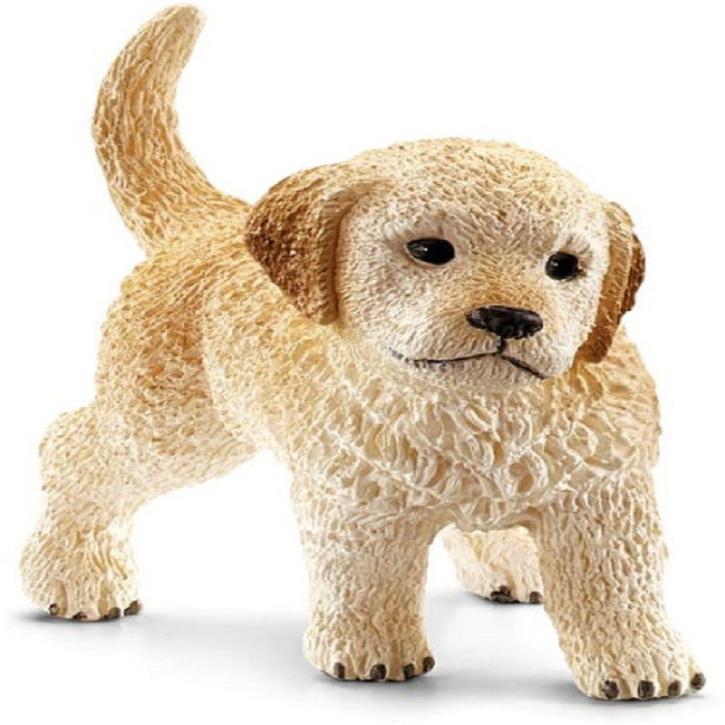 GOLDEN RETRIEVER'S PUPPY GOLDEN RETRIEVER'S PUPPY