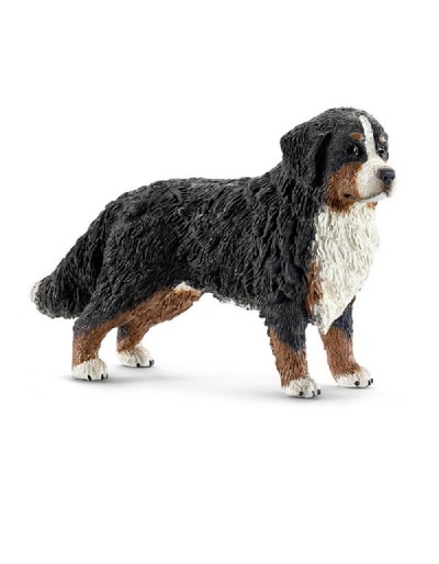 BOVARO BERNESE FEmmINA