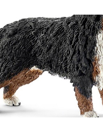 BOVARO BERNESE FEmmINA