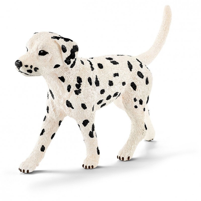 DALMATISCHE MAN