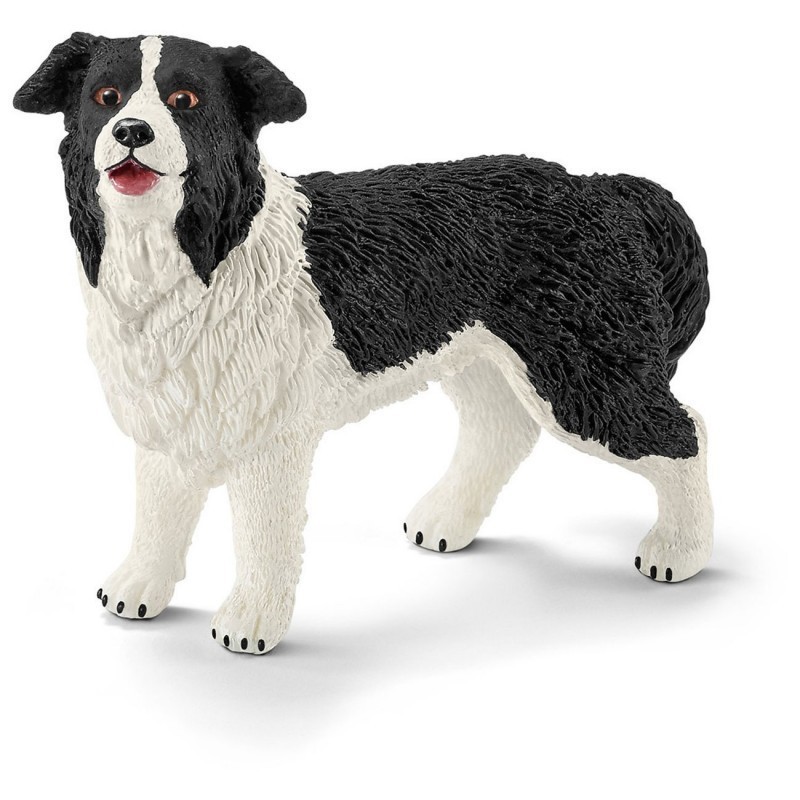 BORDER COLLIE