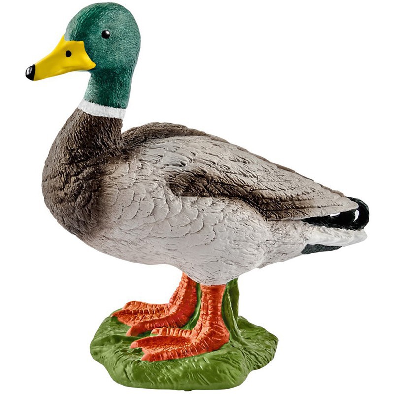 DUCK MALE