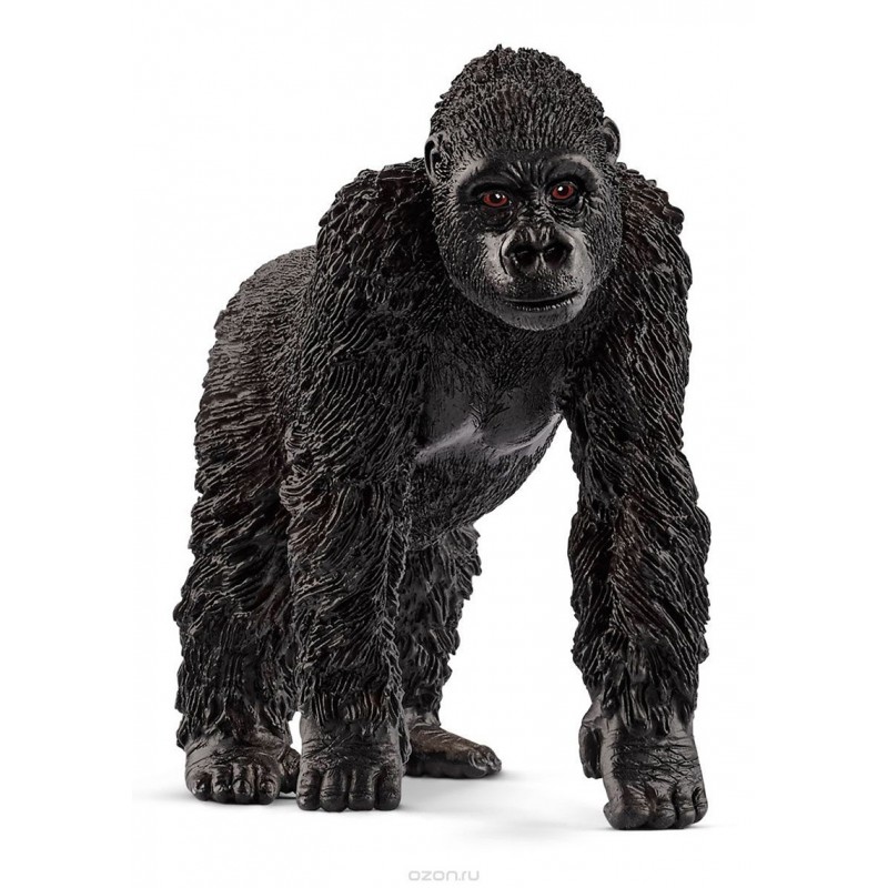 GORILLA FEmmINA GORILLA FEmmINA