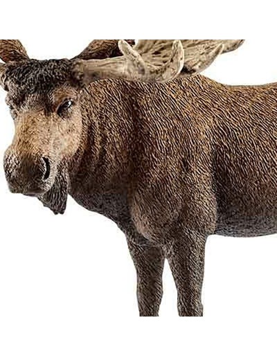 Moose stier kruipen pion