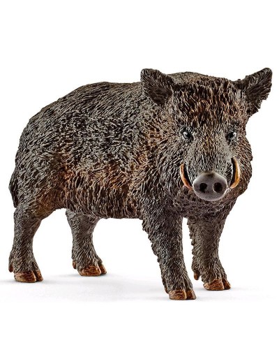 Wild boar