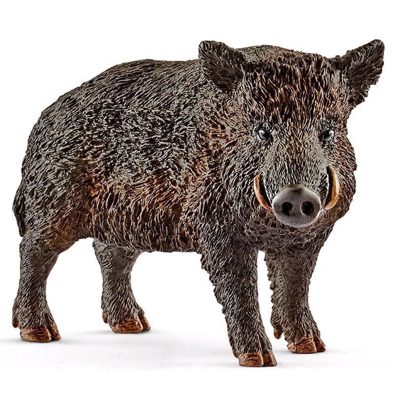 Wild boar