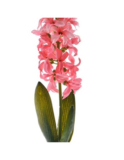 Hyacinth, Nouveau