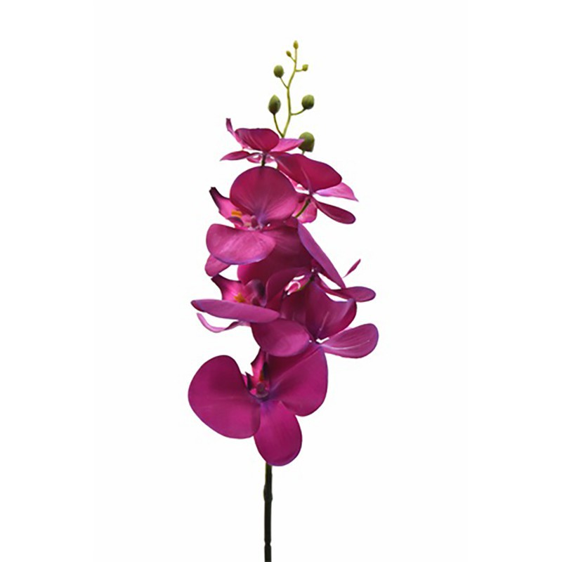 Orquídea borboleta roxa - GardenStuff