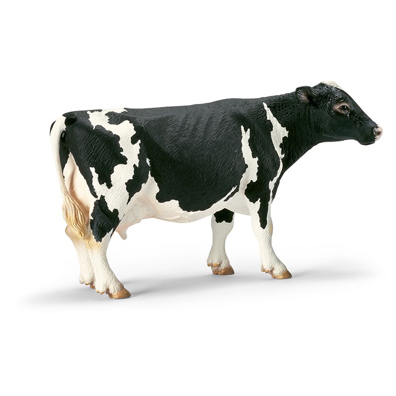 MUCCA HOLSTEIN