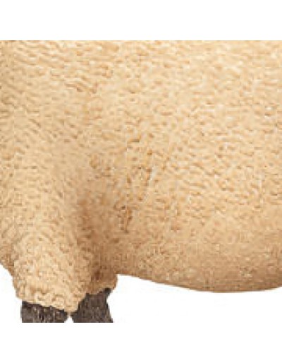 Shropshire schapen