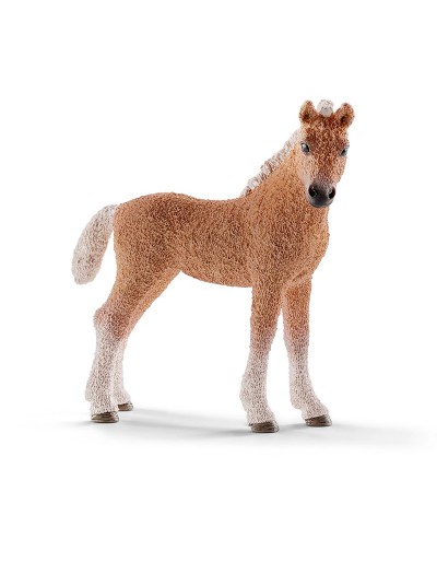 BASHKIR CURLY COLT