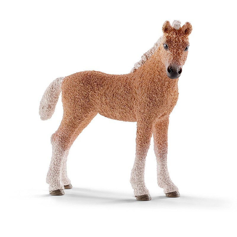 BASHKIR CURLY COLT BASHKIR CURLY COLT