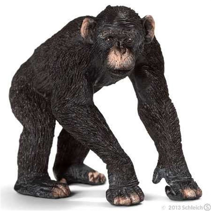 CHIMPANZEE IS MALE