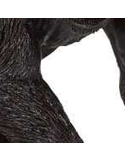 EL CHIMPANCÉ ES MASCULINO