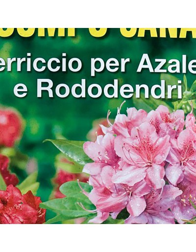 Azalea&#039;s, rododendrons en zure planten