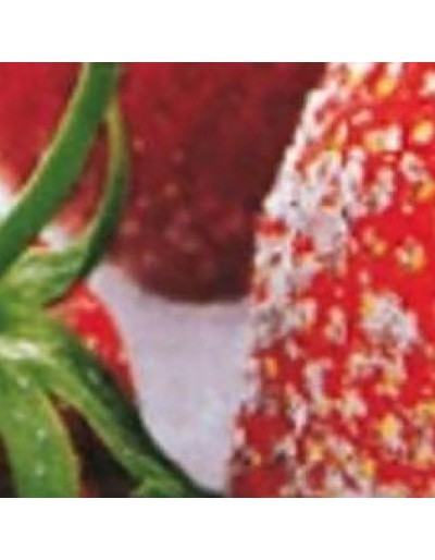 Servietten gezuckerte Erdbeeren