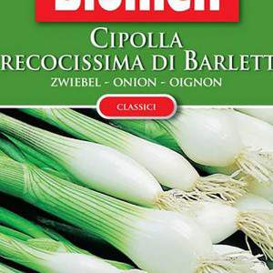 Blumen Onion early on in the barlet