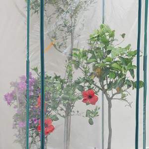 GREENHOUSE BUGANVILLEA 100X70 H170 / 190