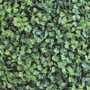 BOSSO GRASS 30