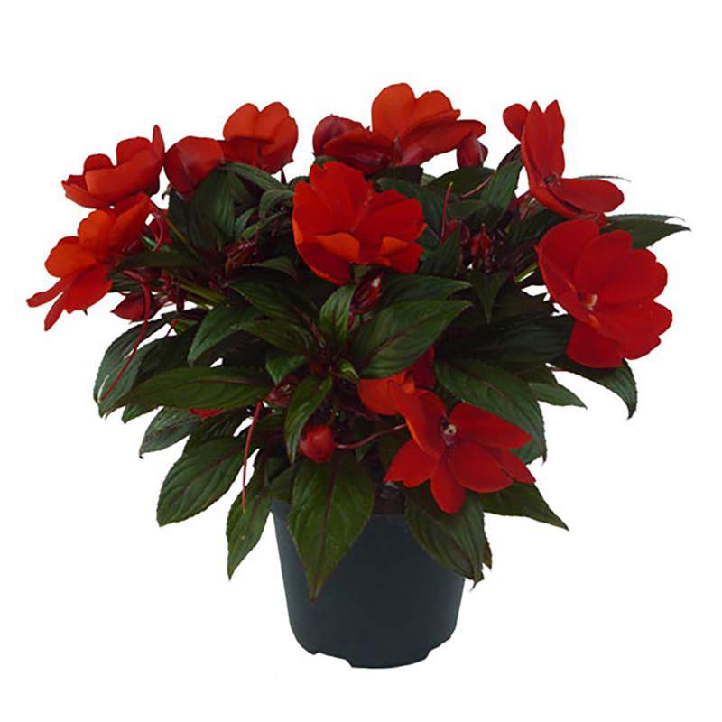 NEW GUINEA VASE 10 NEW GUINEA VASE 10