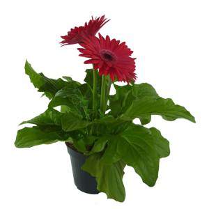 GERBERA MINI