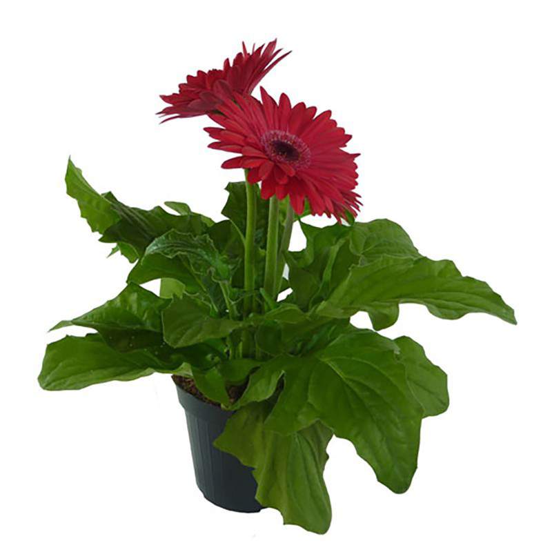 GERBERA-MINI