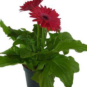GERBERA MINI