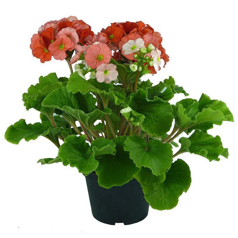 PRIMULA arancione PRIMULA arancione